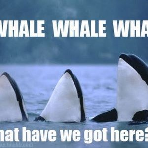 Meet your Posher, Kyla